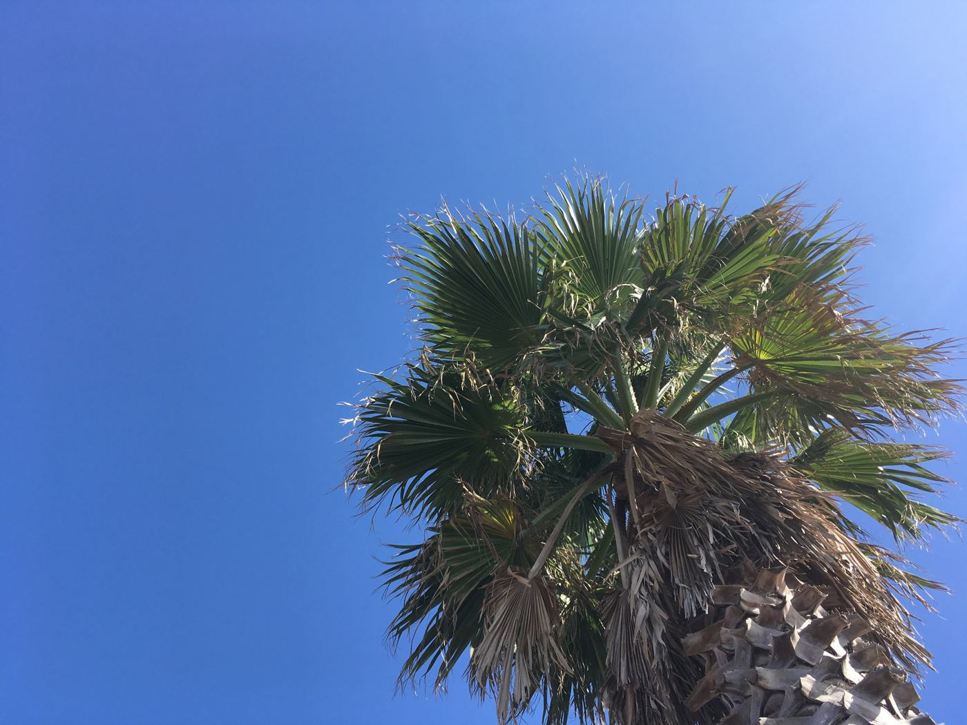 青空とヤシの木